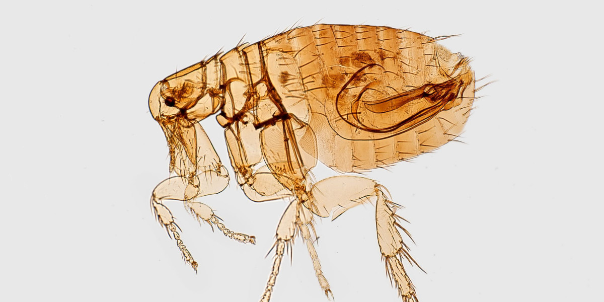 microscopic view of flea