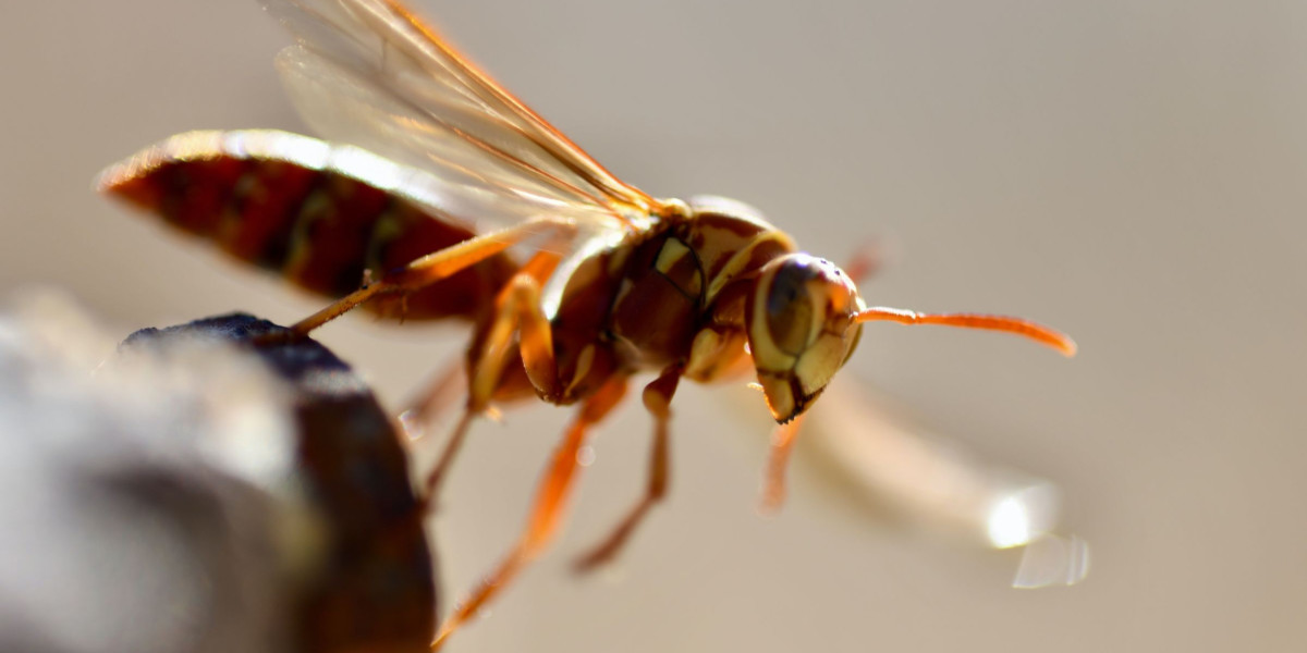 up close view of a hornet