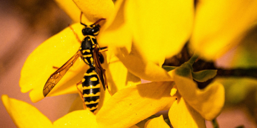 up close view of a wasp on a flower