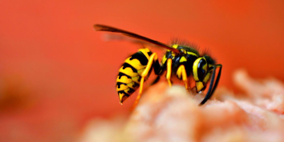 up close view of a wasp