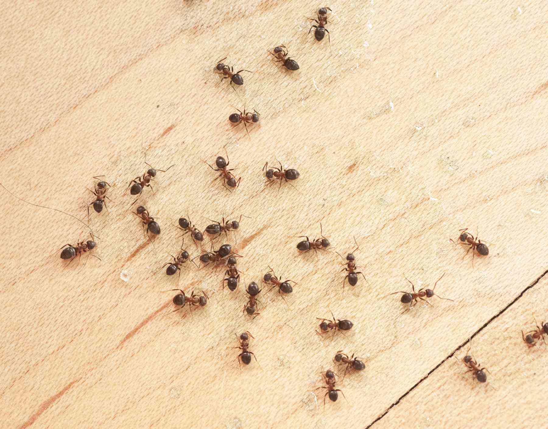 how to get rid of tiny ants